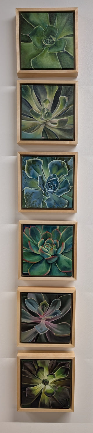 Succulent Series- Siesta