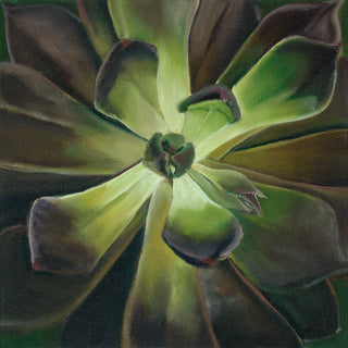 Succulent Series- Siesta
